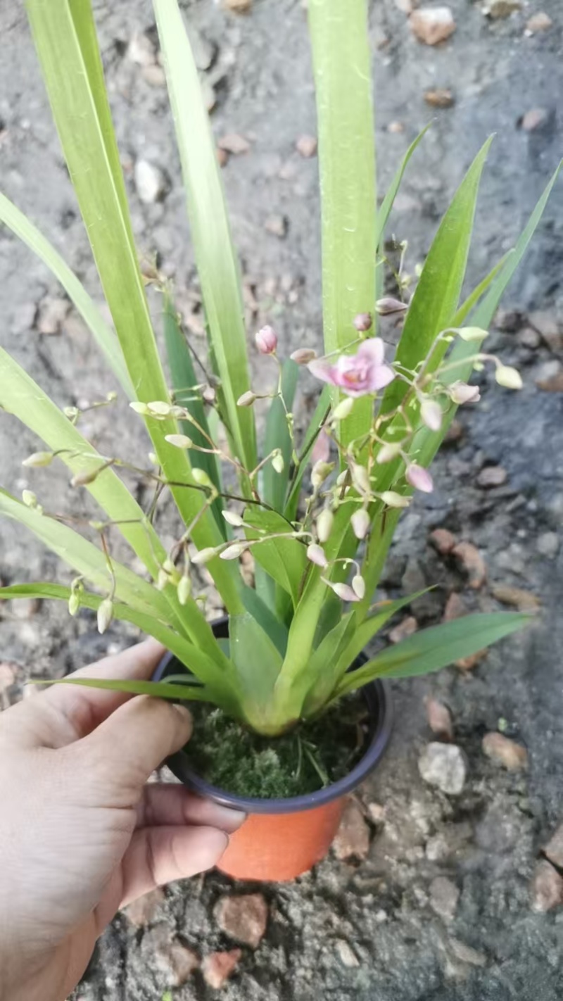 梦香兰