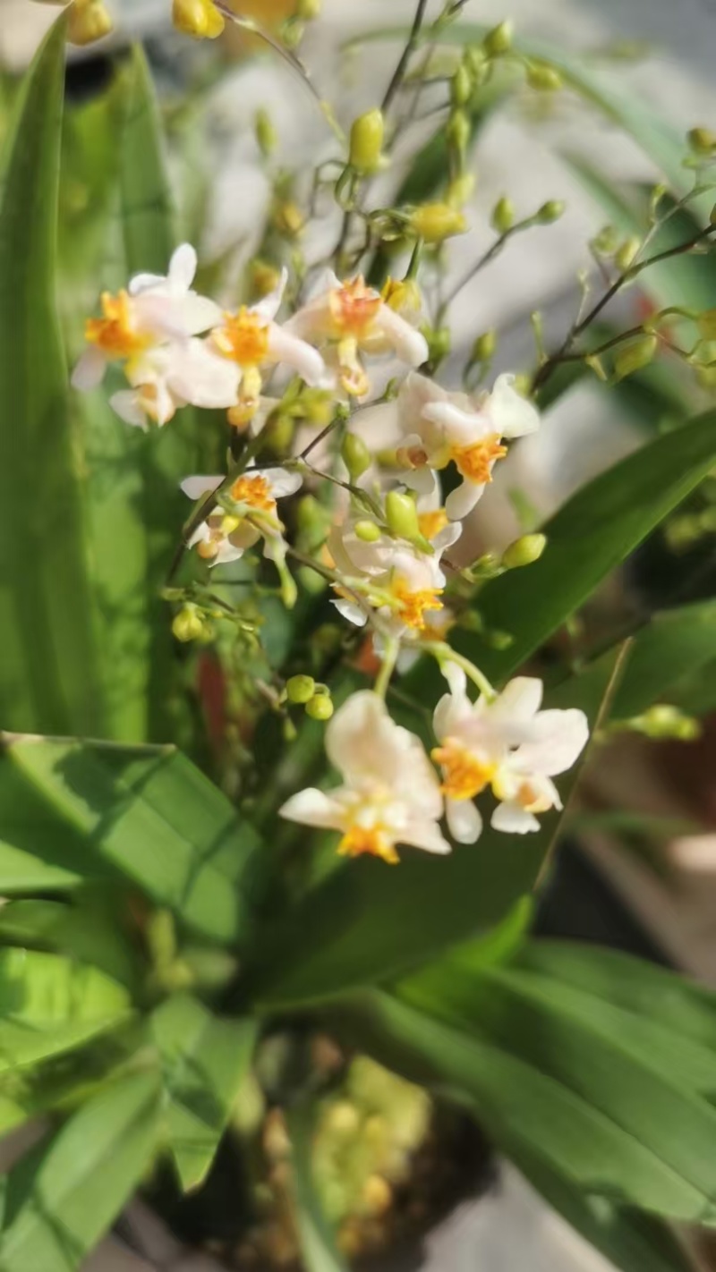 梦香兰