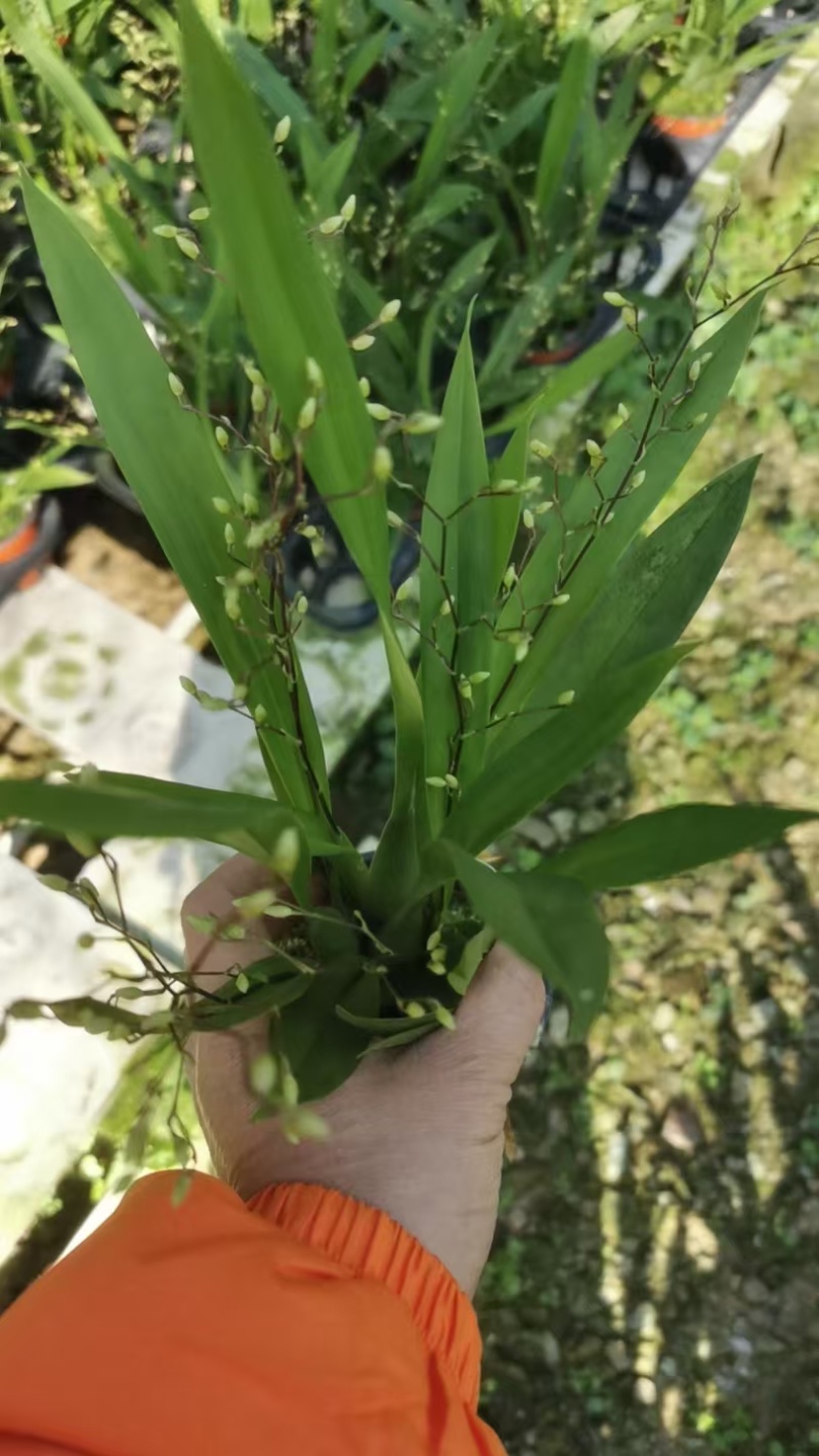 梦香兰