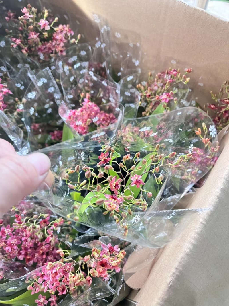 梦香兰
