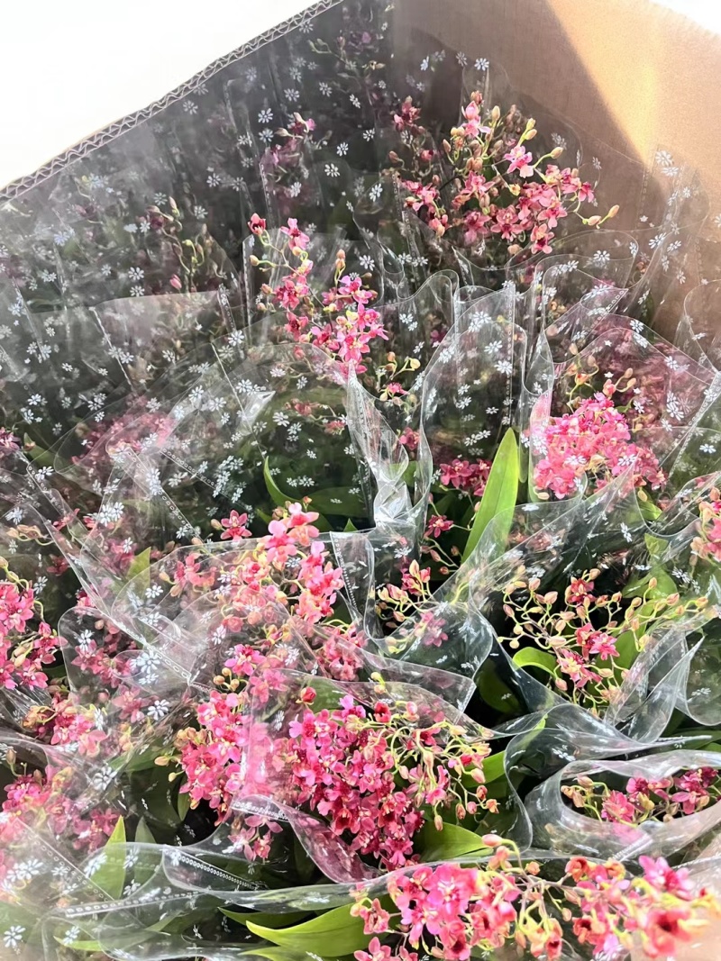 梦香兰