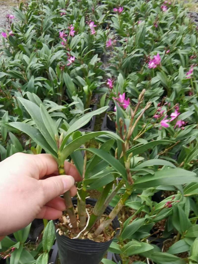 香水石斛