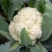 菜花白面青梗松花菜产地看货论价保质保量欢迎订购