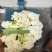 菜花白面青梗松花菜产地看货论价保质保量欢迎订购