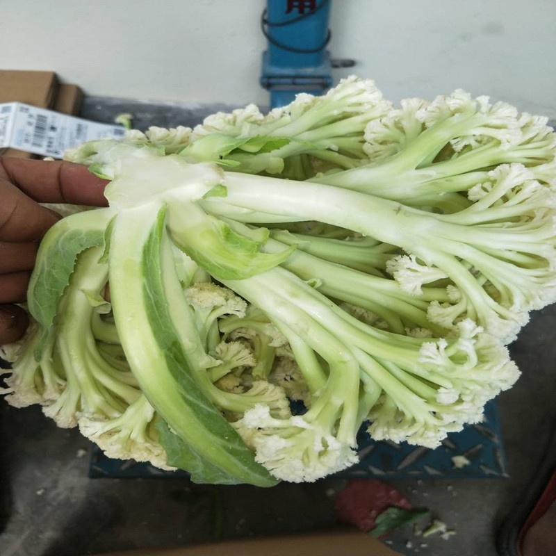 菜花白面青梗松花菜产地看货论价保质保量欢迎订购