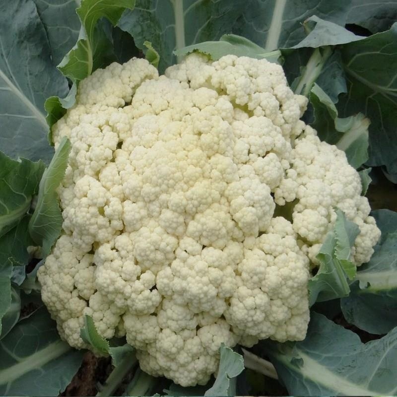 菜花白面青梗松花菜产地看货论价保质保量欢迎订购