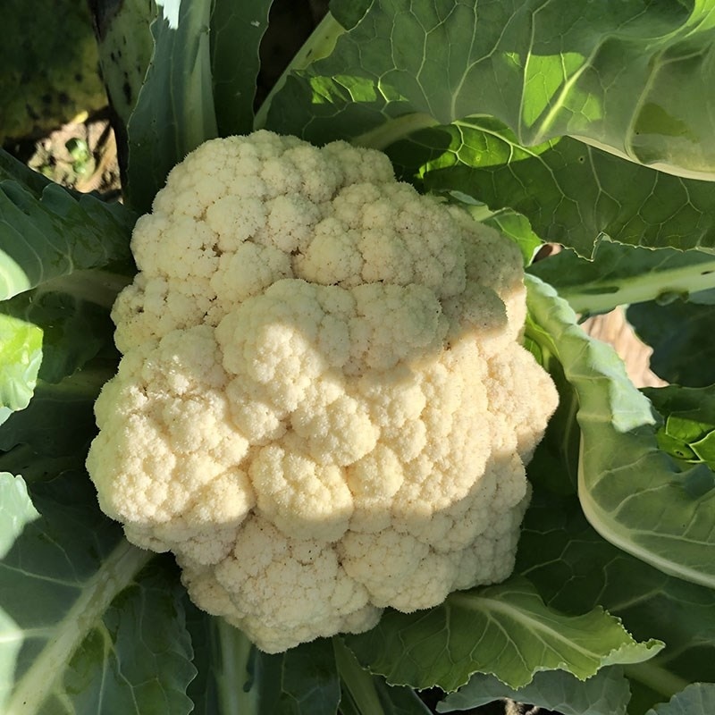 菜花白面青梗松花菜产地看货论价保质保量欢迎订购