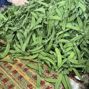 珍宝豆