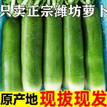 水果萝卜甜脆水果型潍坊萝卜正宗新鲜生吃青凤梨潍县冰淇淋萝