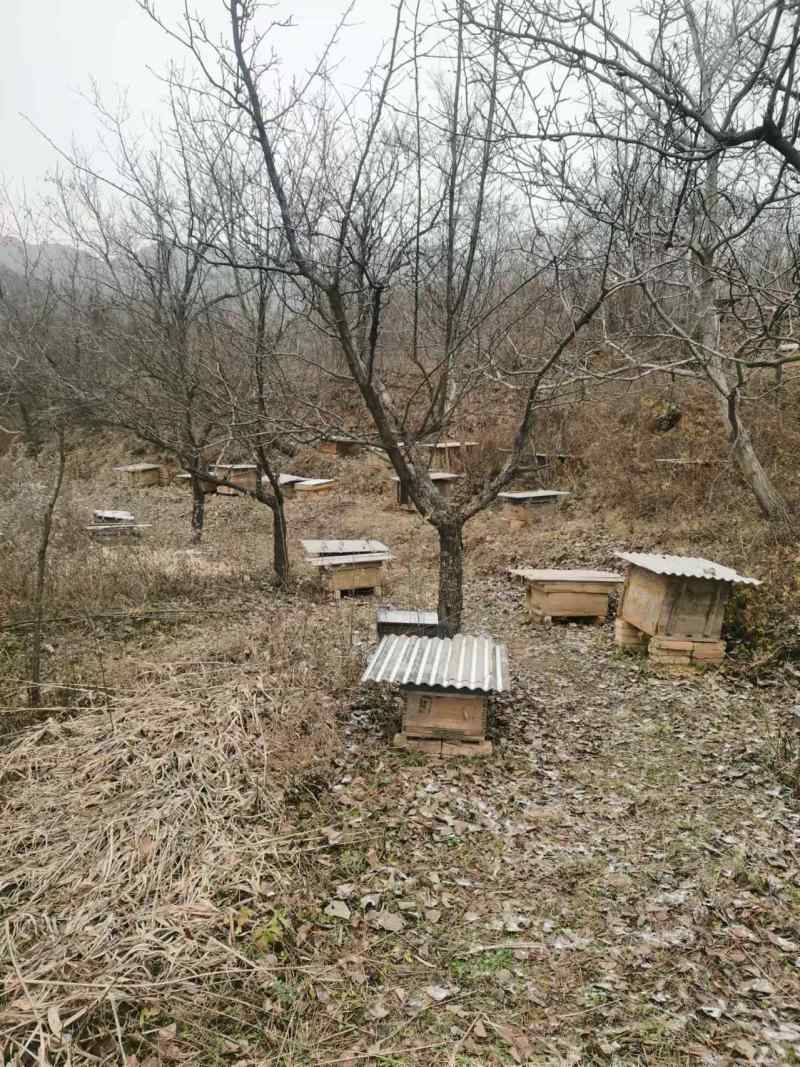 土蜂百花蜜2斤包邮保证质量假一赔十可视频看货量