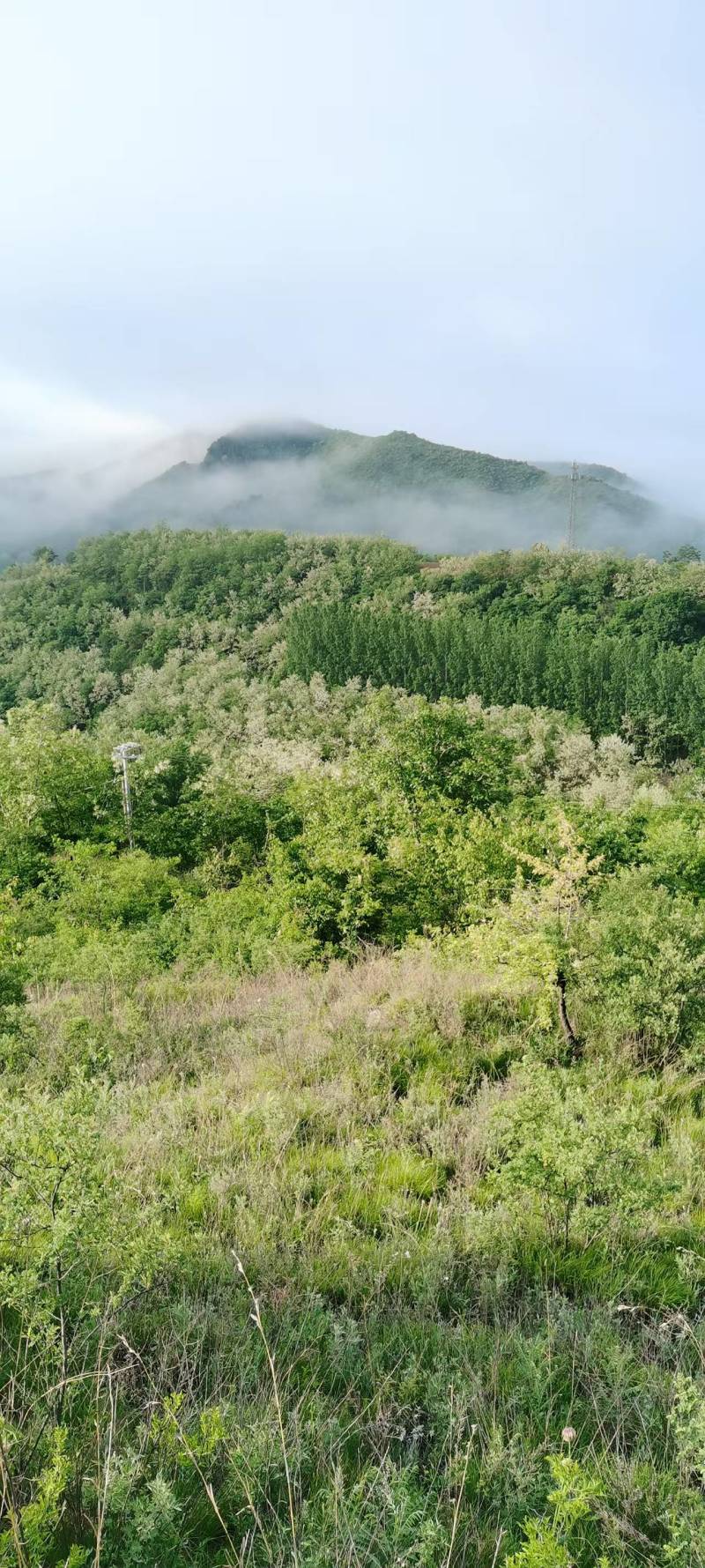 土蜂百花蜜2斤包邮保证质量假一赔十可视频看货量
