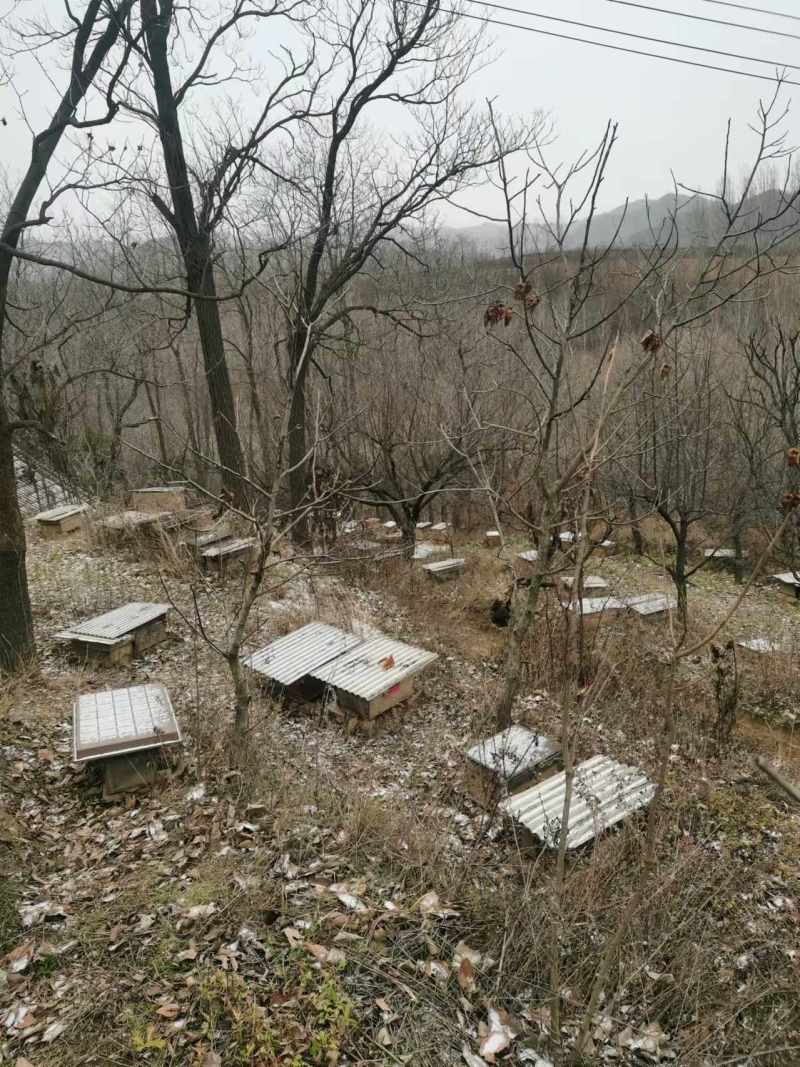 土蜂百花蜜2斤包邮保证质量假一赔十可视频看货量