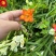 2024新球香雪兰种球38一斤包邮开花大球小苍兰种球