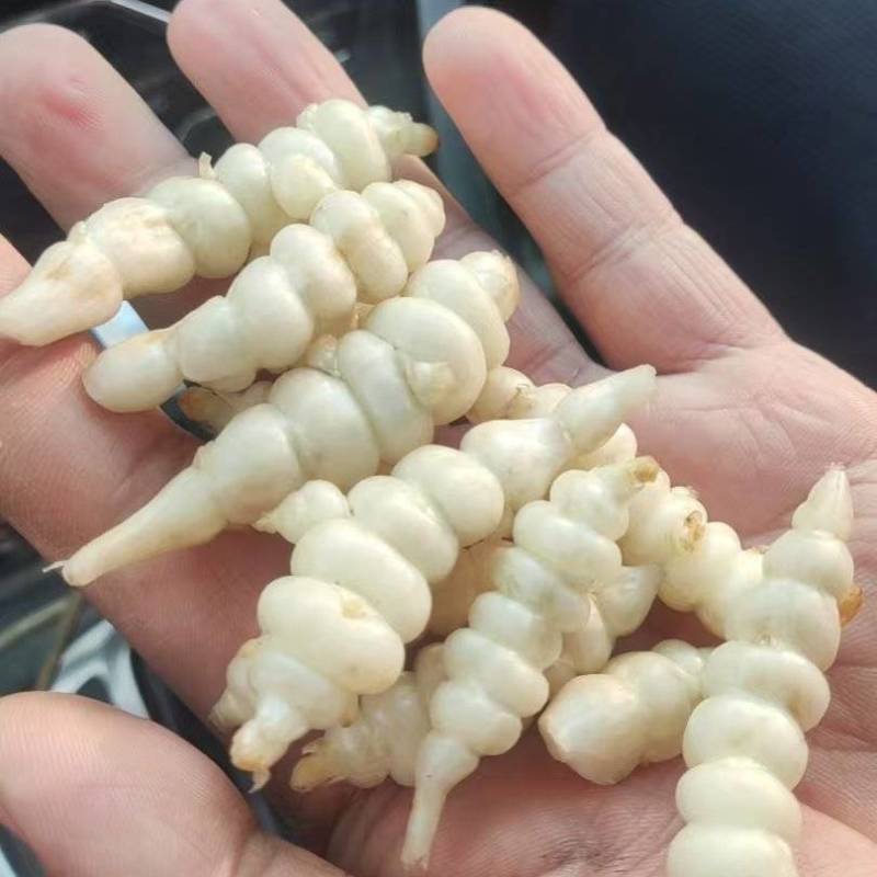 湖北白玉环