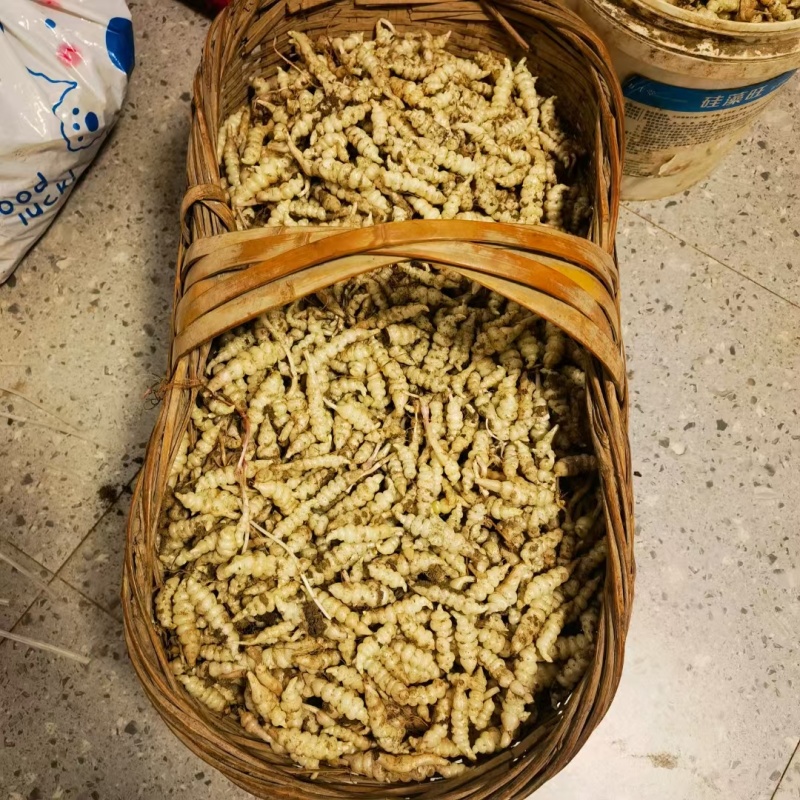 湖北白玉环