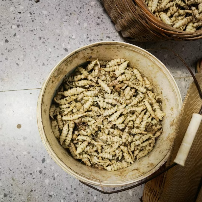 湖北白玉环