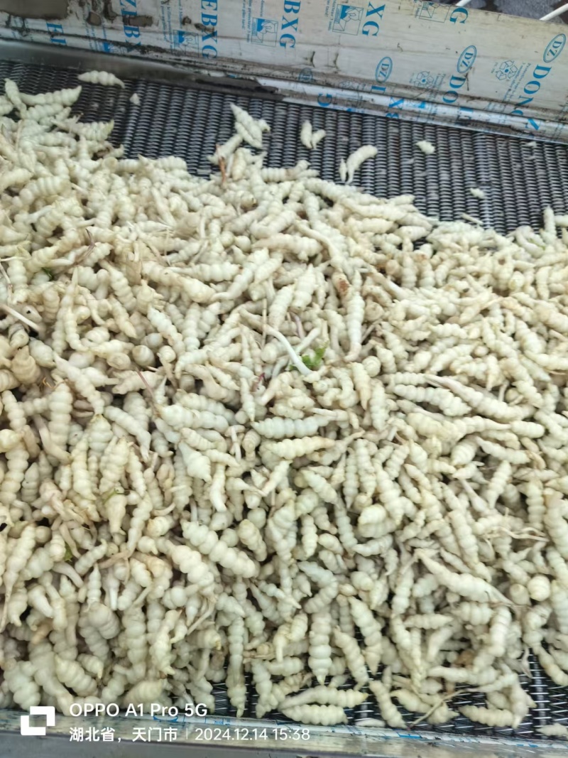 湖北白玉环