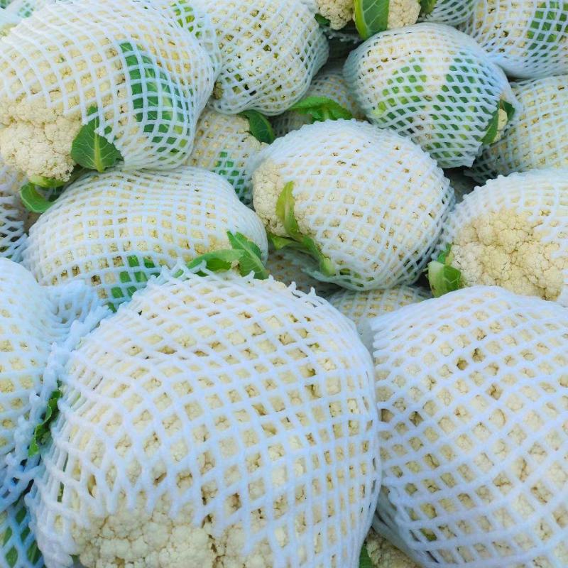 《花菜》精品产地直销供应各大市场电商