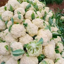 云南松花