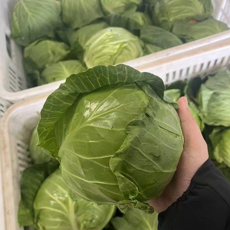 甘蓝