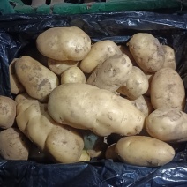 山东精品土豆大量有货，欢迎全国各地老板实地考察订购