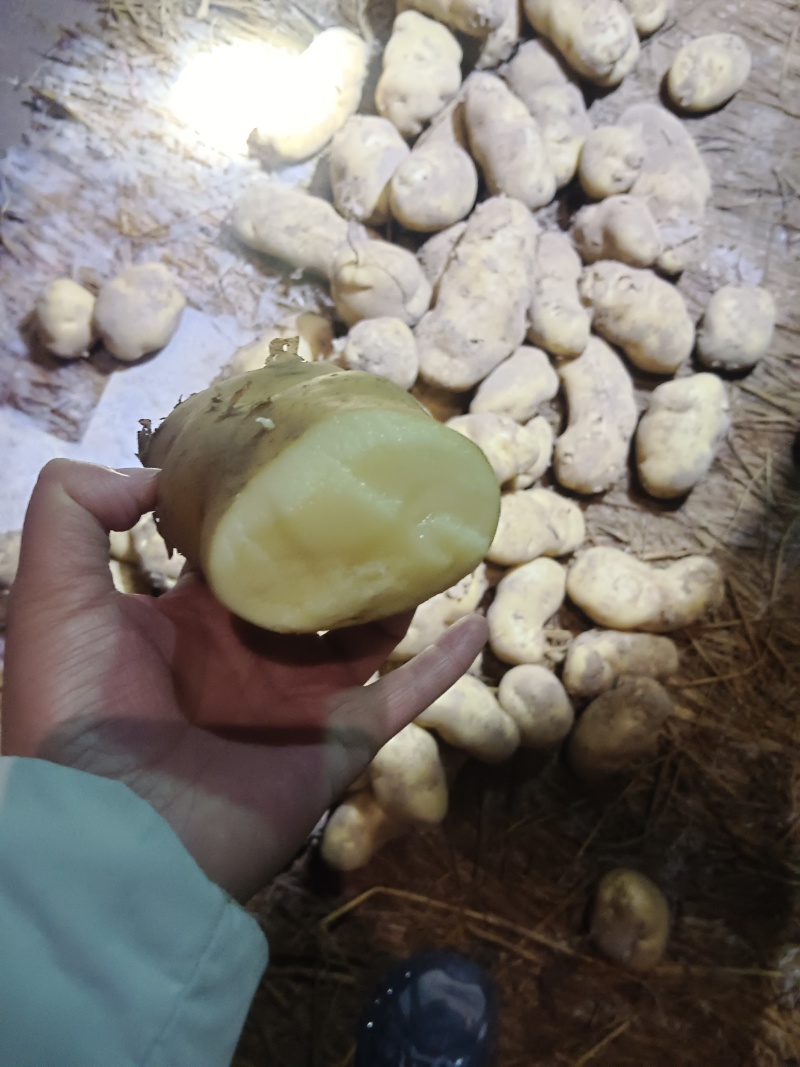 山东精品土豆大量有货，欢迎全国各地老板实地考察订购