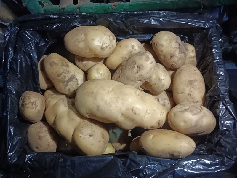 山东精品土豆大量有货，欢迎全国各地老板实地考察订购