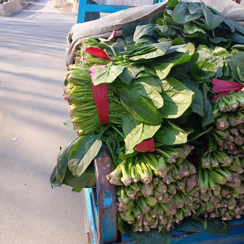 大量供应冷棚菠菜