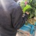 大量供应冷棚菠菜