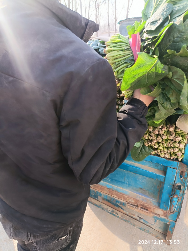 大量供应冷棚菠菜
