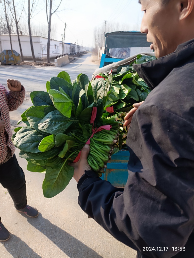 大量供应冷棚菠菜