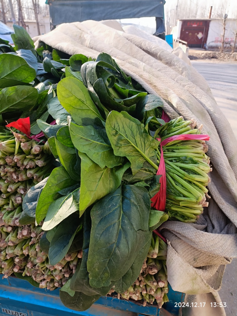 大量供应冷棚菠菜