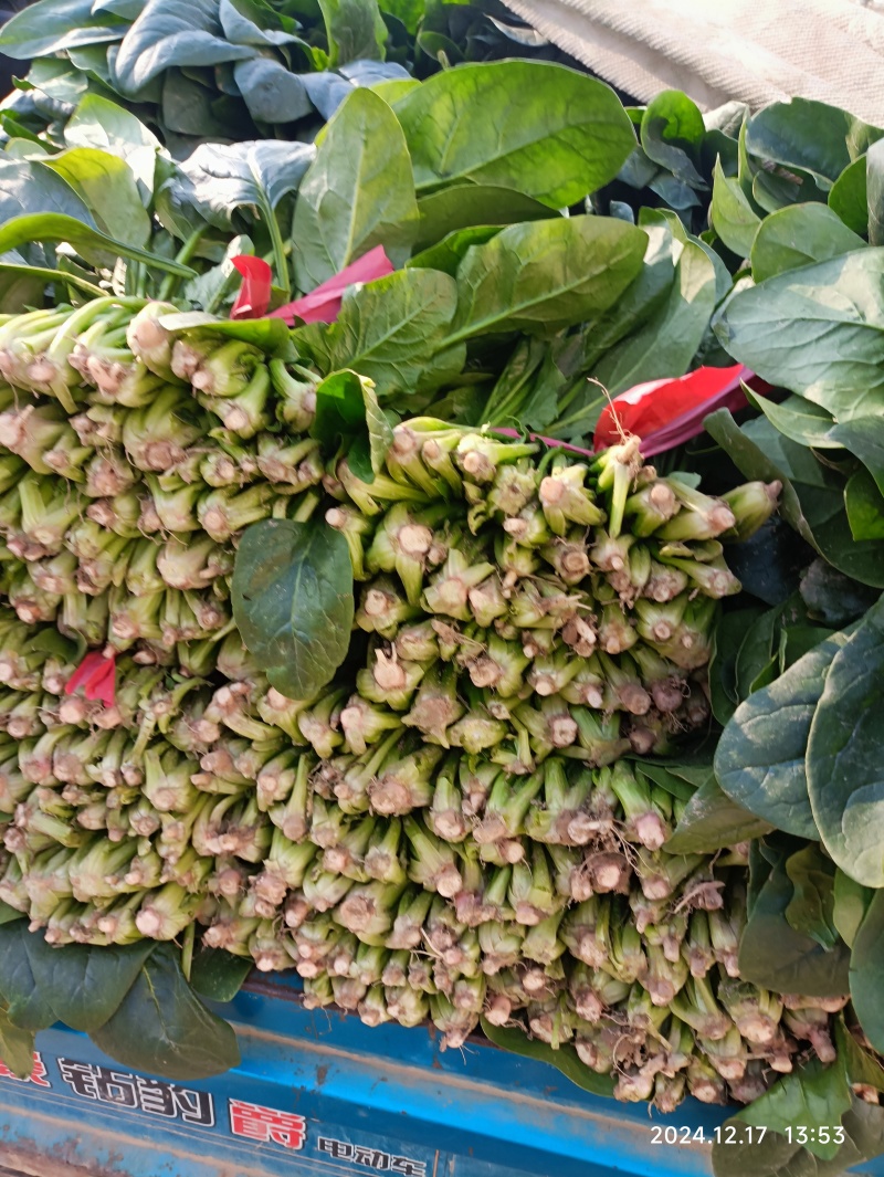 大量供应冷棚菠菜