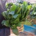 大量供应冷棚菠菜