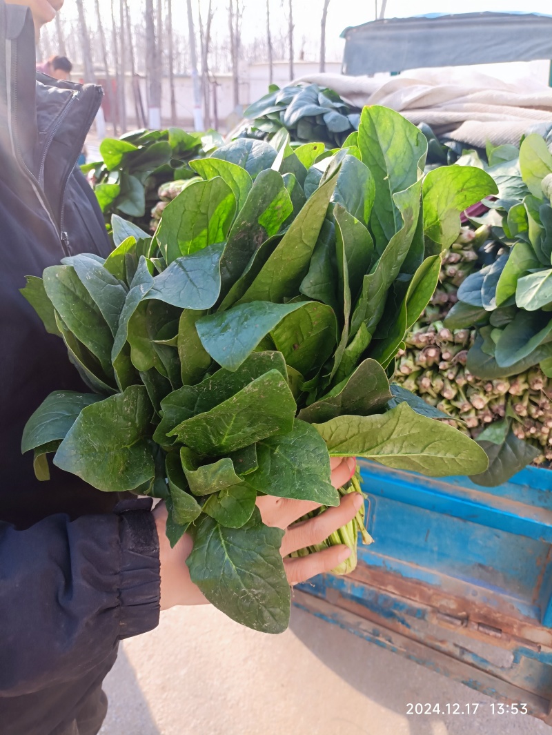 大量供应冷棚菠菜
