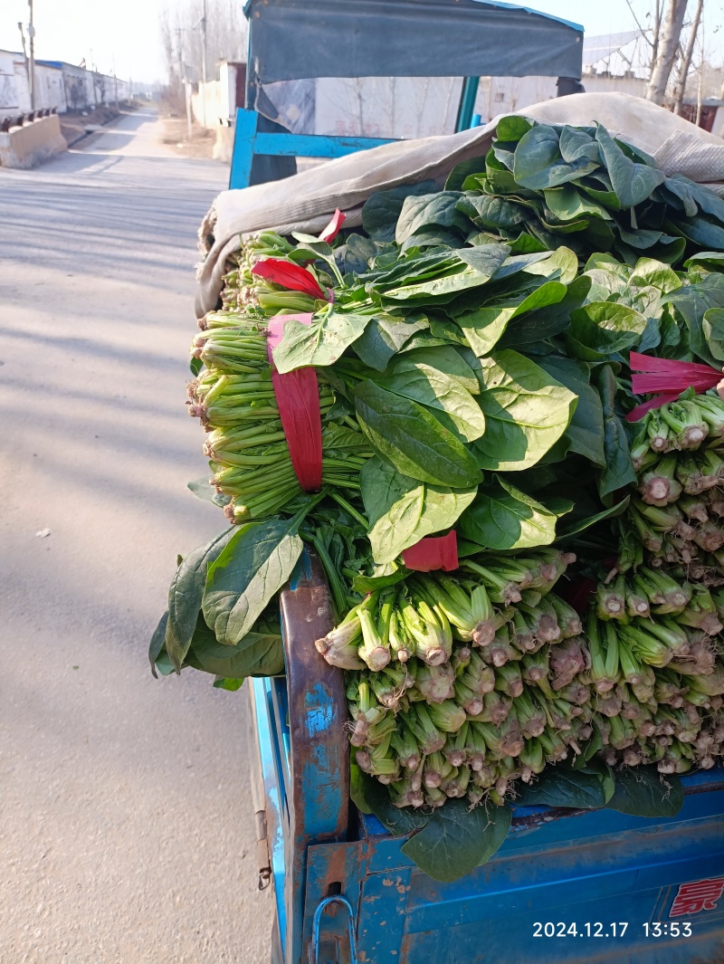 大量供应冷棚菠菜