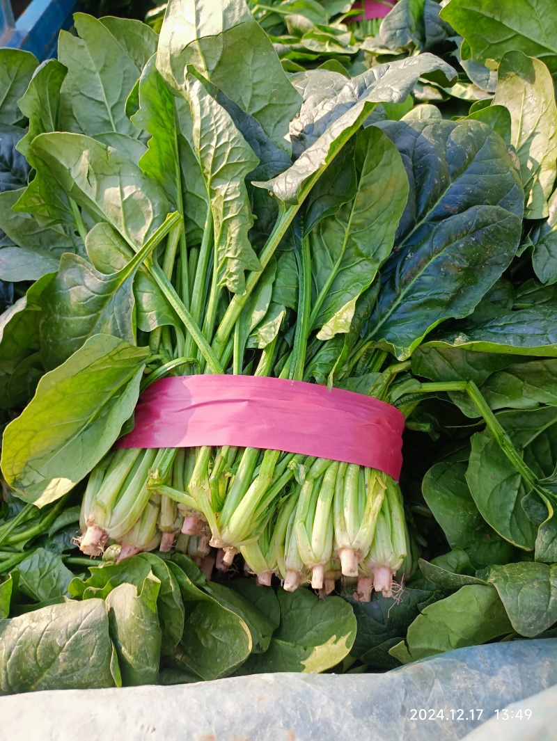 大量供应冷棚菠菜