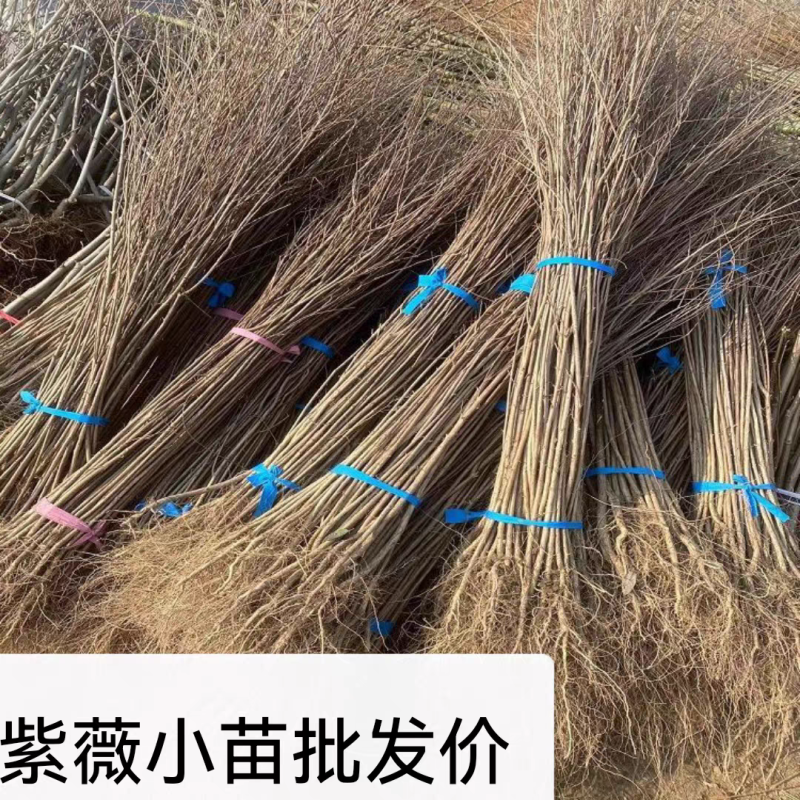 紫薇2-6公分紫薇抵迁占地价格便宜线上下单！