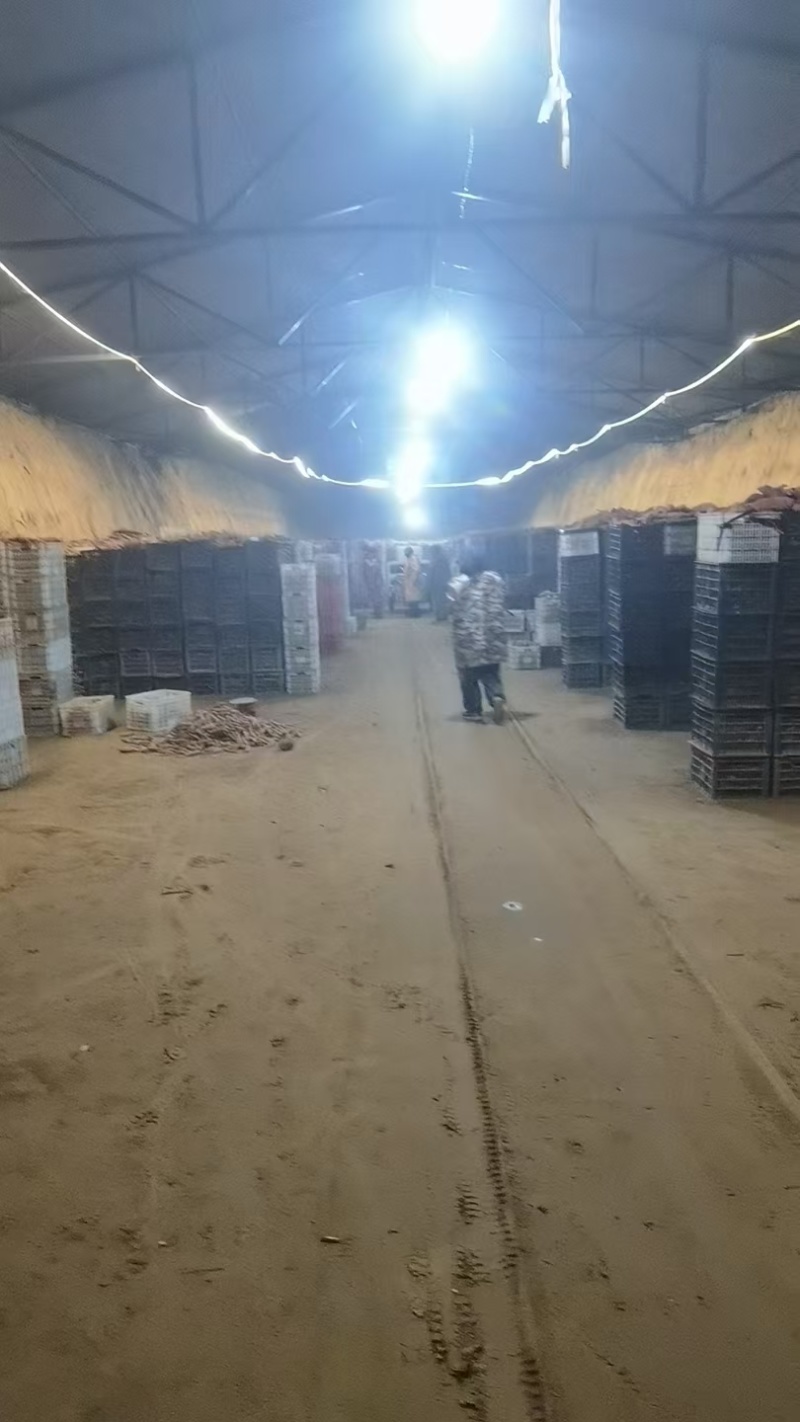西瓜红红薯沙瓤土小薯通货大量货源诚信经营