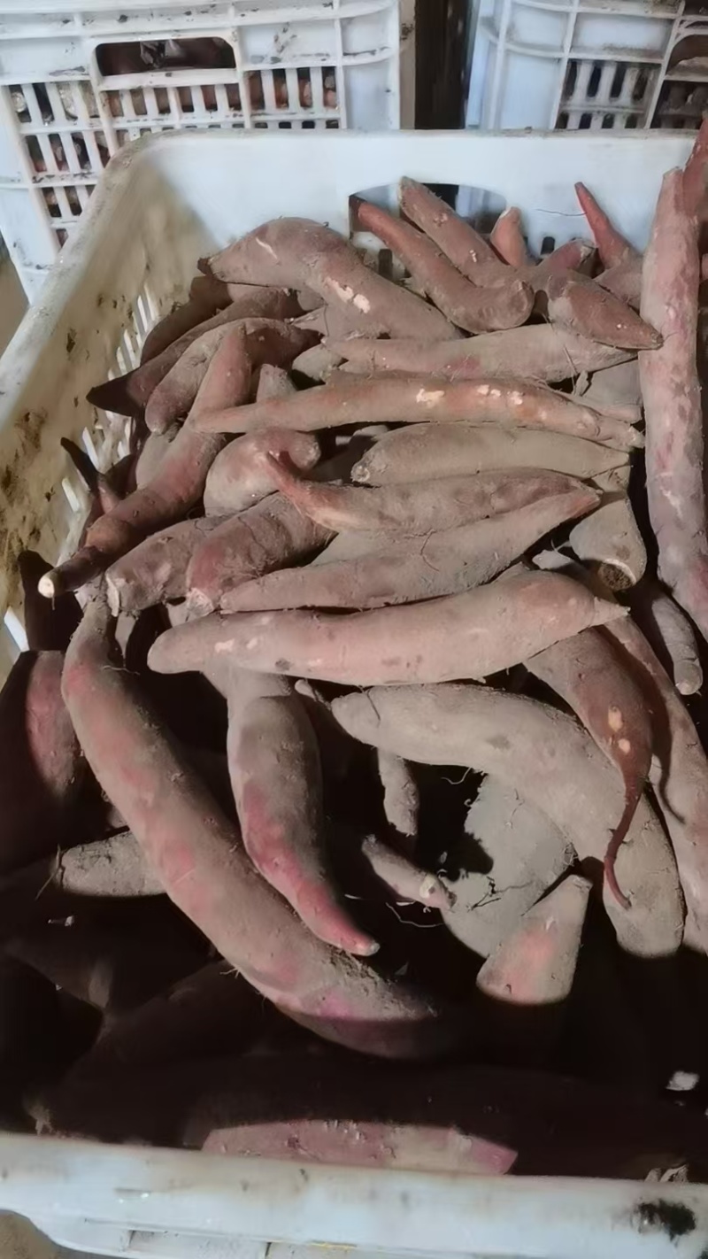西瓜红红薯沙瓤土小薯通货大量货源诚信经营