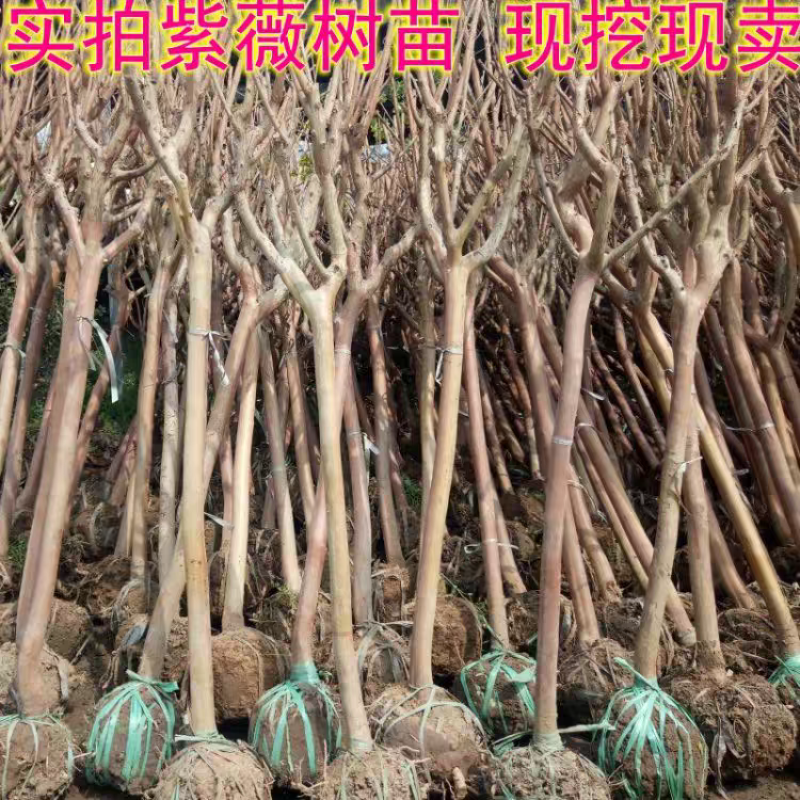 紫薇苗高度60-100公分包邮1元一颗！可视频看货选货