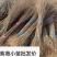 紫薇苗高度60-100公分包邮1元一颗！可视频看货选货