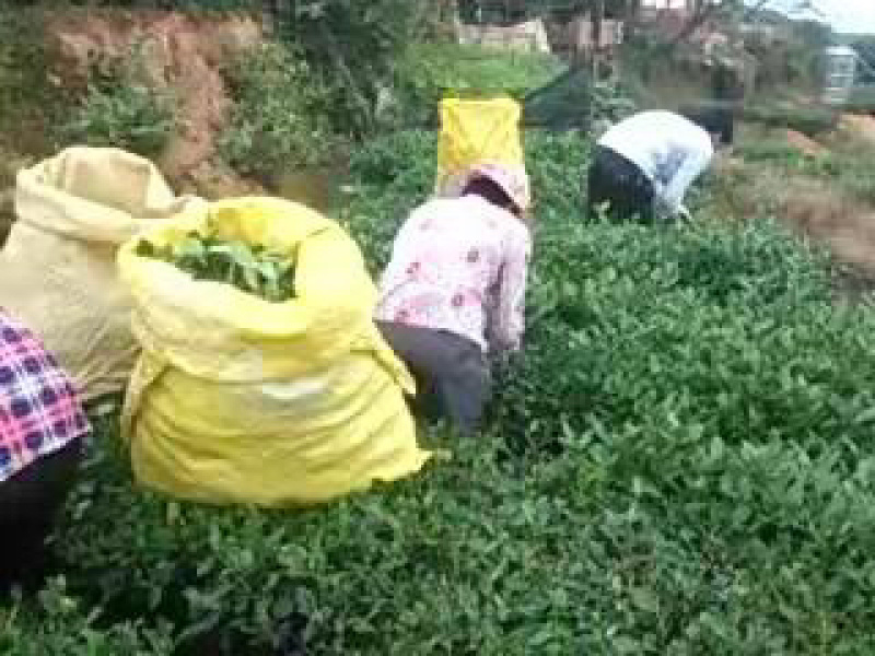 安溪高山铁观音，茶农直播，良心茶，PC盒装，500克，
