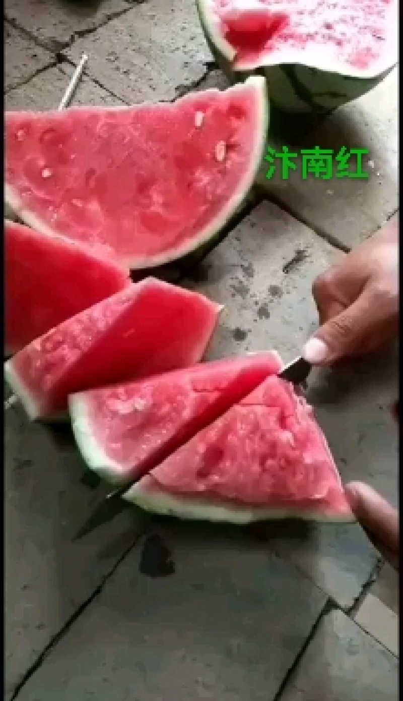 锦辉24天成熟瓤大红高品质耐重茬单瓜5公斤