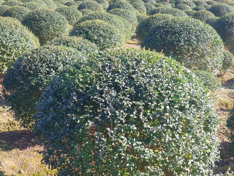 水蜡球冠幅1m、1.2m、1.5m，基地有量价优欢迎订购