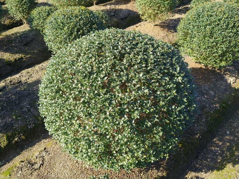 水蜡球冠幅1m、1.2m、1.5m，基地有量价优欢迎订购
