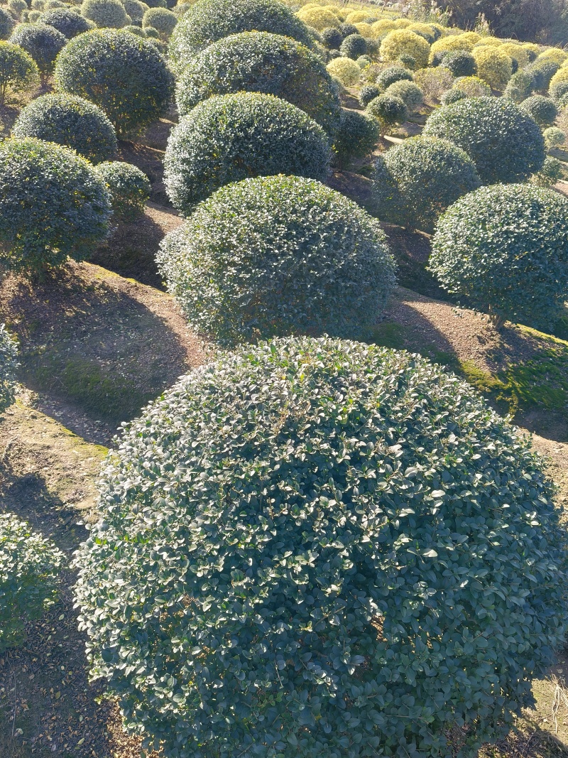水蜡球冠幅1m、1.2m、1.5m，基地有量价优欢迎订购