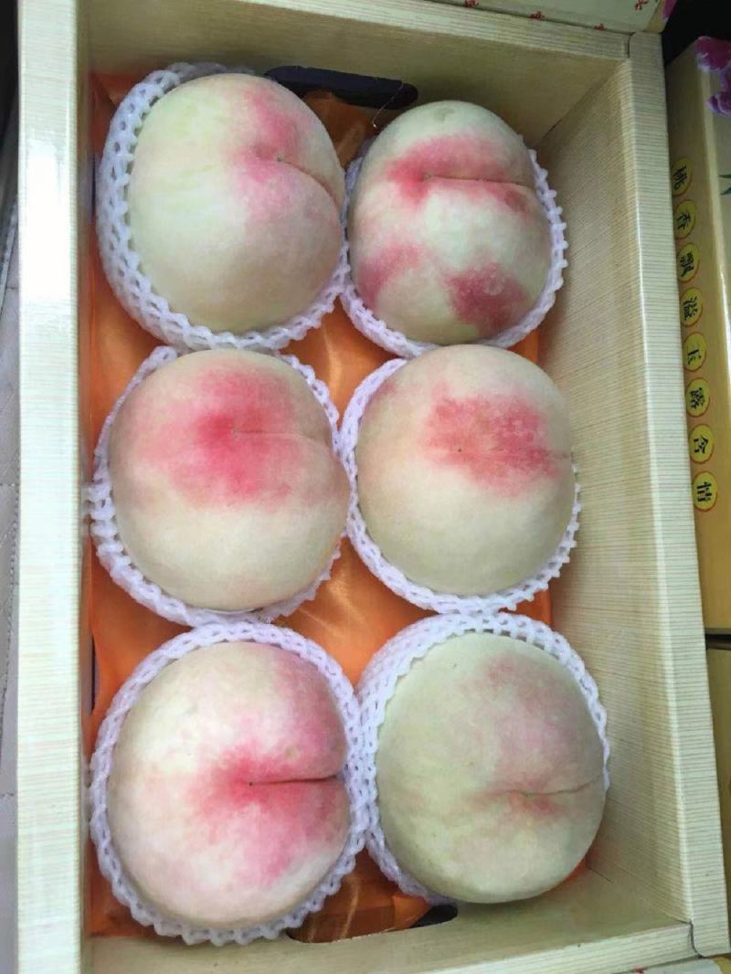 白凤桃树苗