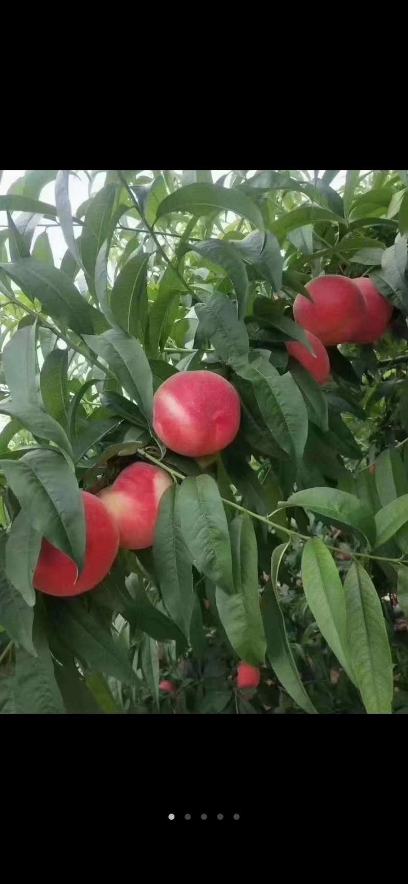 白凤桃树苗