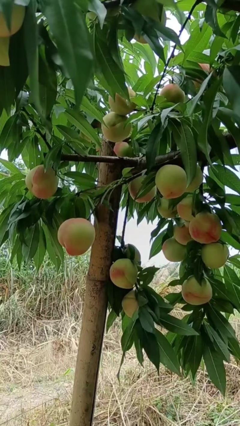 白凤桃树苗